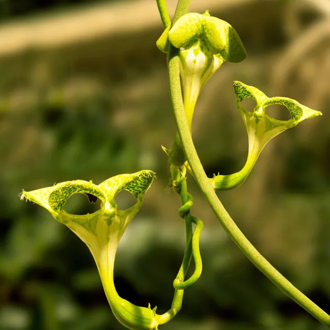 parachute-plant