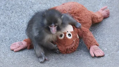 Punch the monkey who made an IKEA toy sell out across the world just got his happy ending