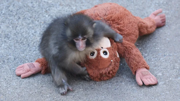 Punch the monkey who made an IKEA toy sell out across the world just got his happy ending