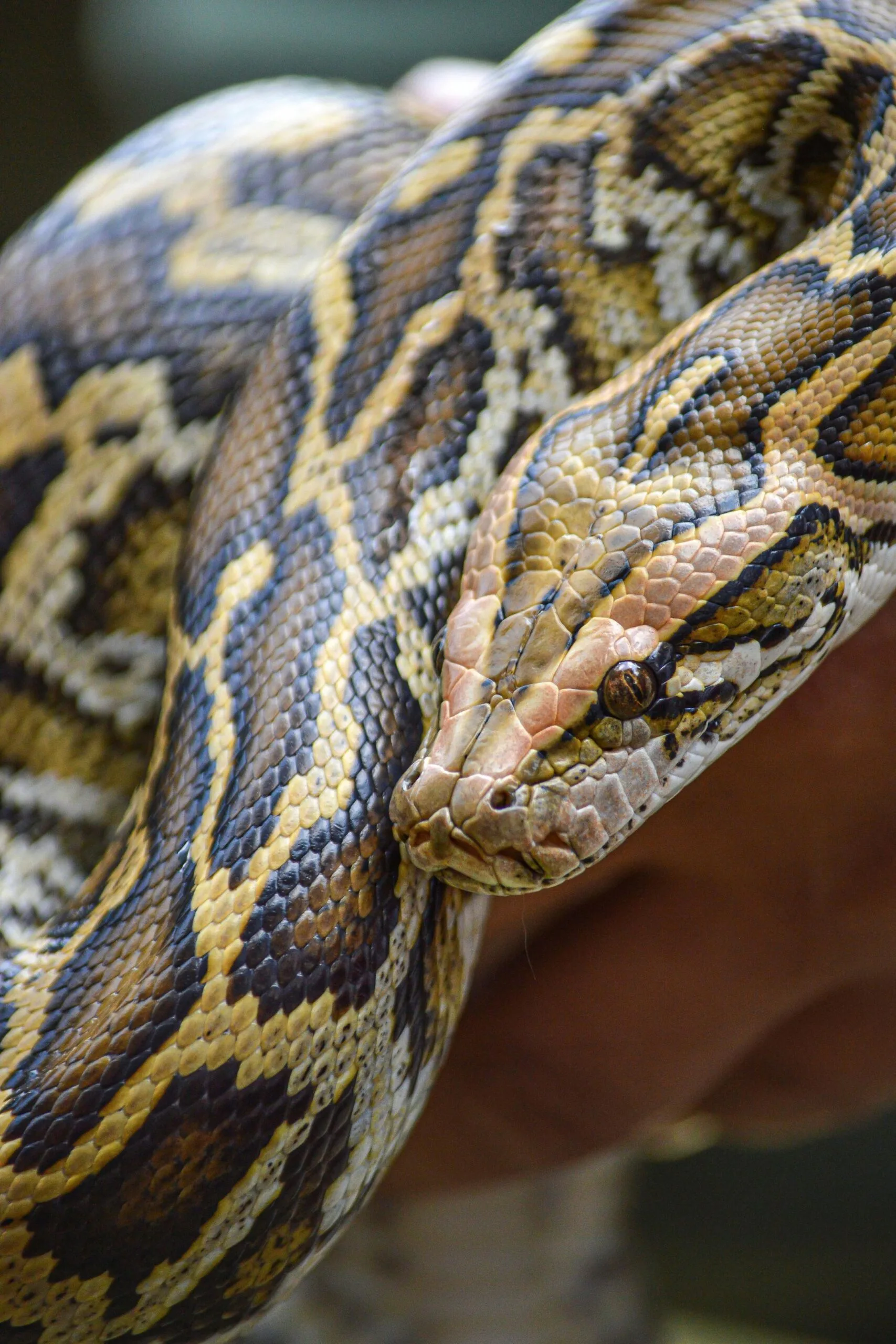 carpet python 