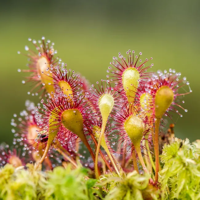 sundew