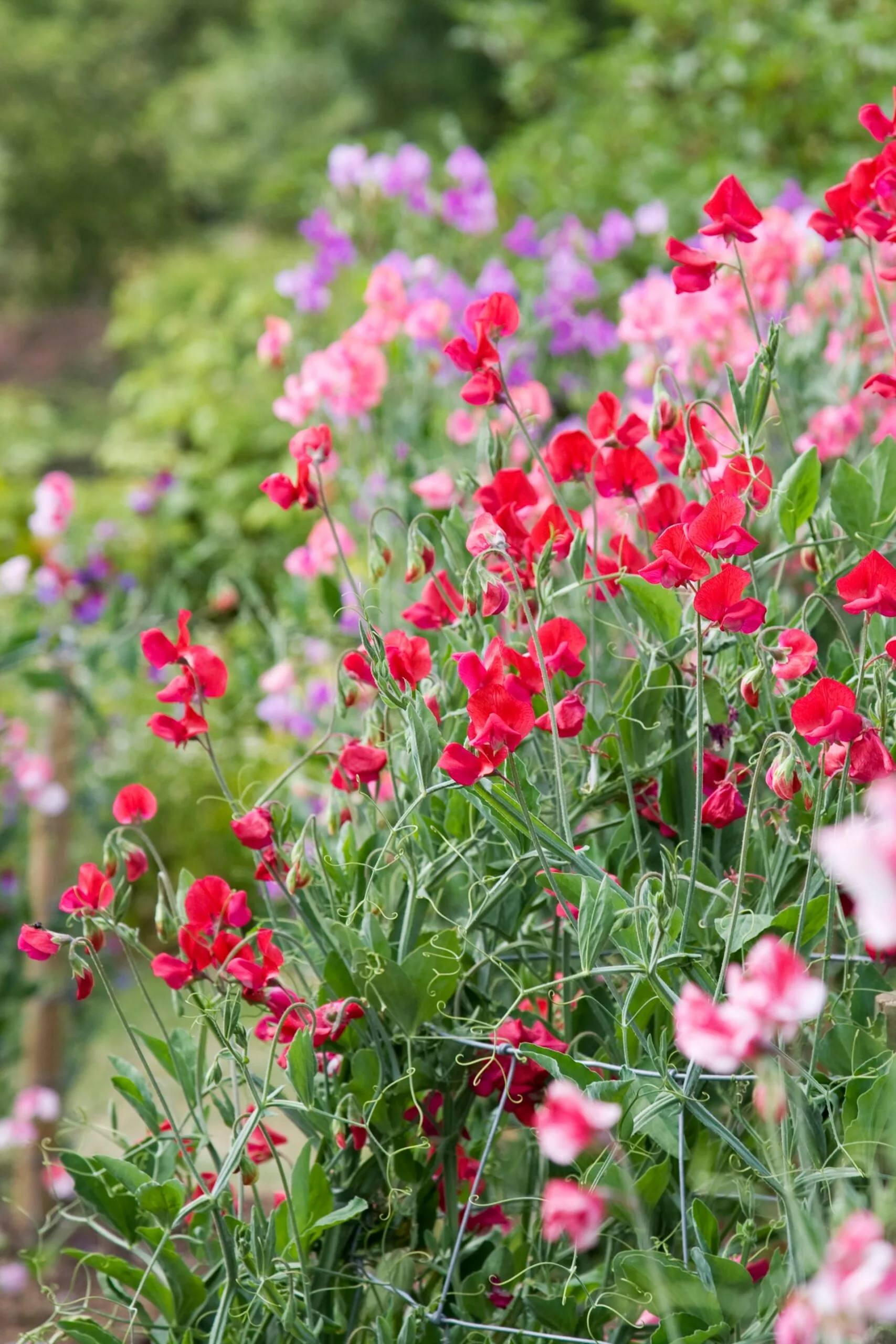 plant flowers for the bees