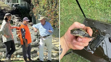 turtle rescue nsw