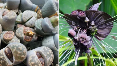 7 weird plants that look like they’re from another planet