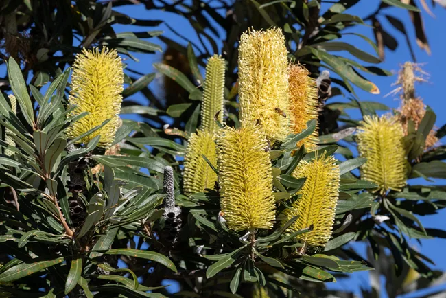 Australian Coast Banksia tree with flowers