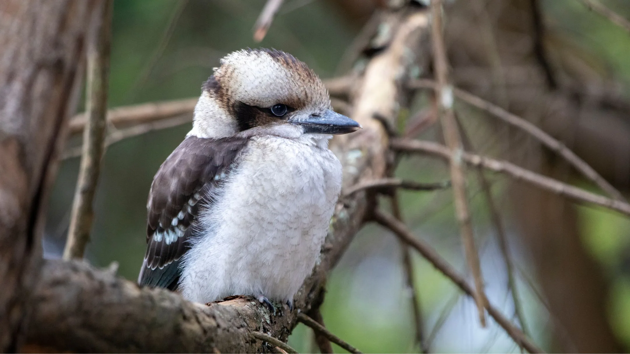 Baby kookaburra sitting in a tree.