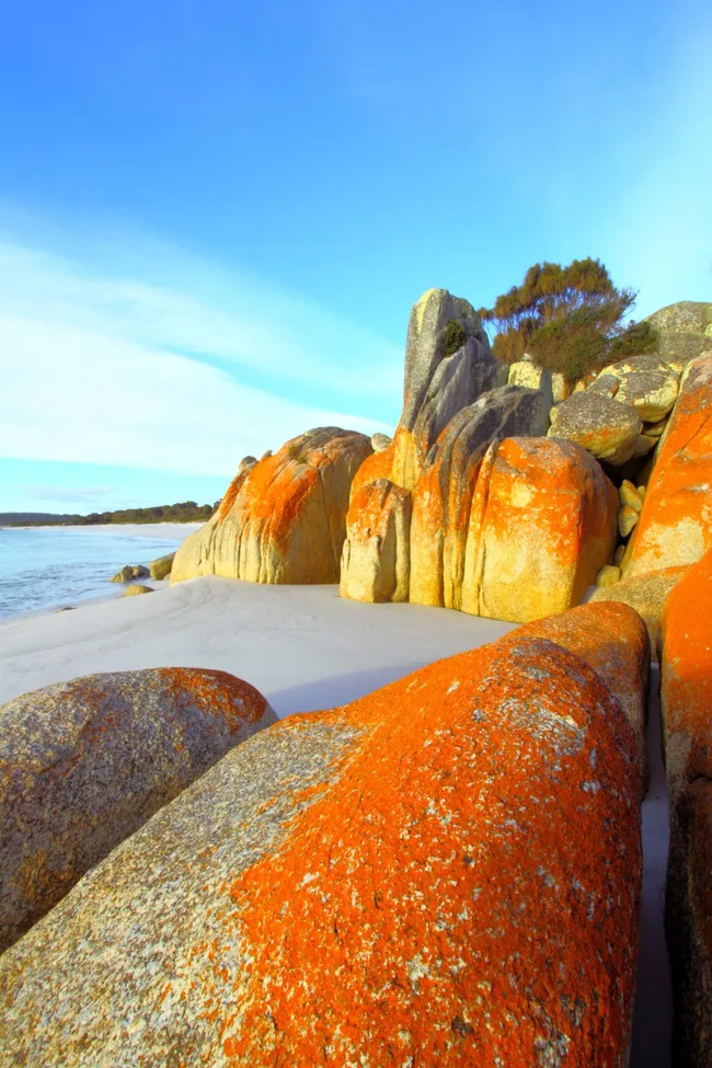 bay of fires in tasmania with red rusted rocks on sandy beach with gum trees behind