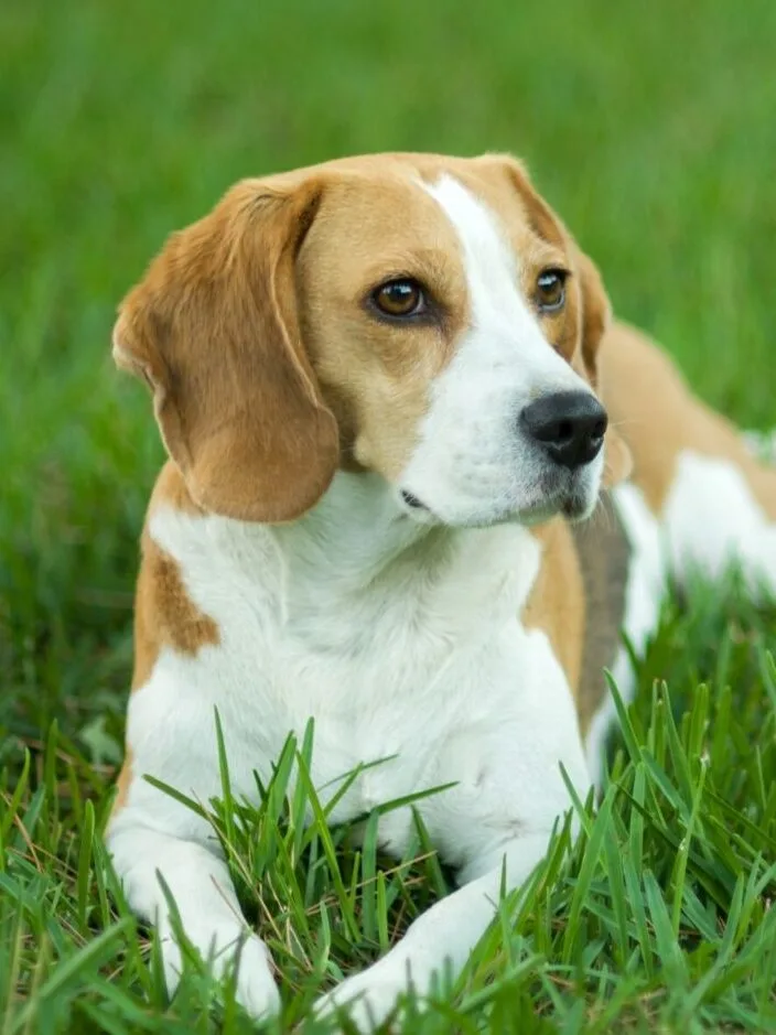 beagle