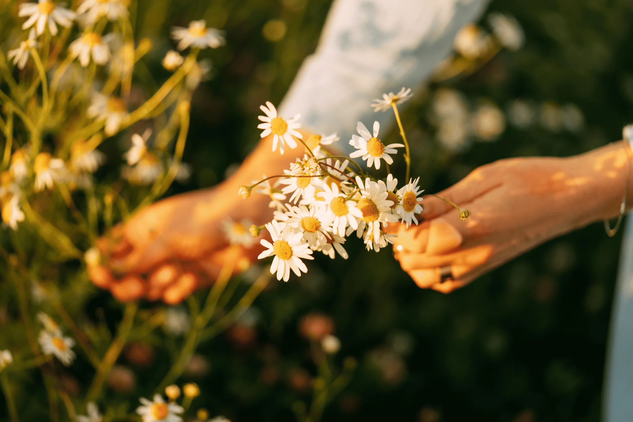 chamomile flowers in garden