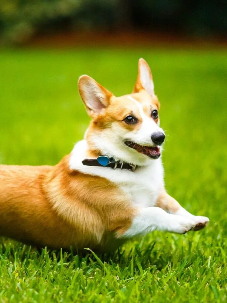 corgi