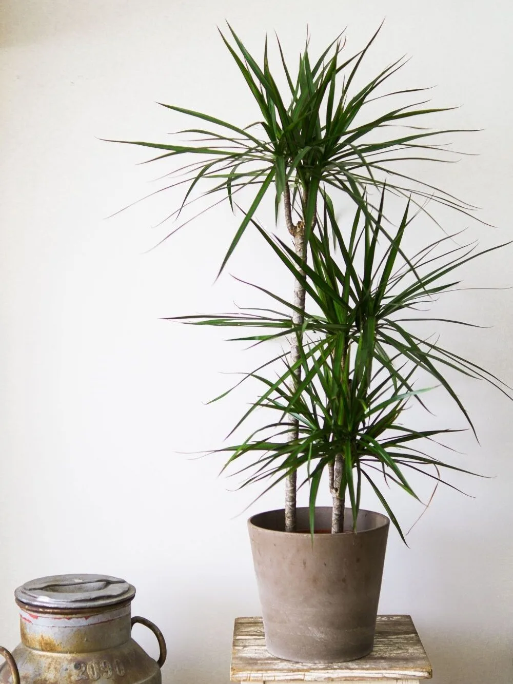dracaena-plant