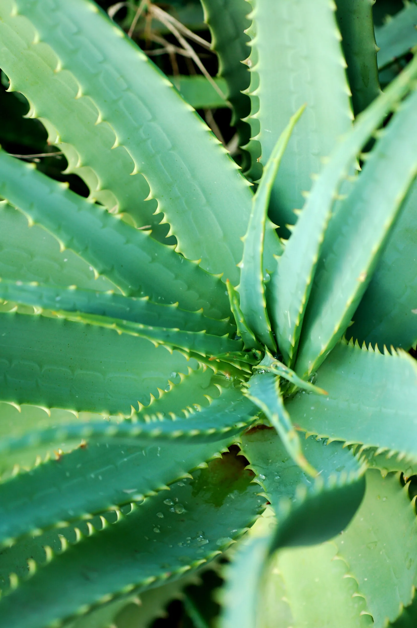 aloe vera garden plant