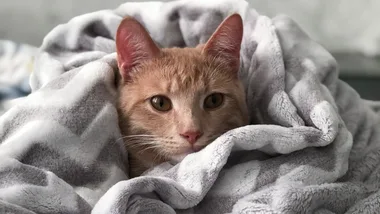 You can help Aussie animal shelters without spending a cent