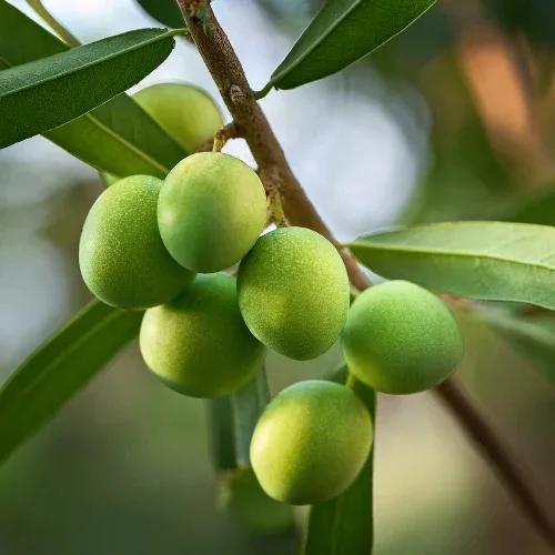 kakadu plum in garden