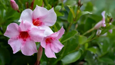 27 low-effort plants to fill every corner of your garden for free