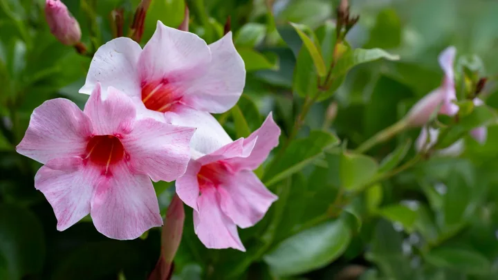 27 low-effort plants to fill every corner of your garden for free