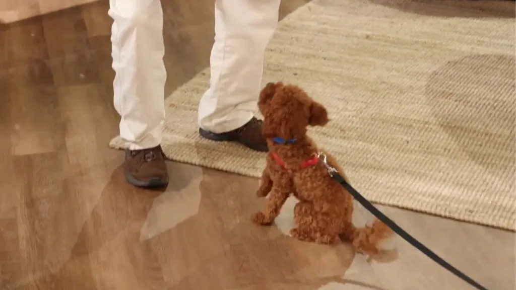 marcia hones dog, brother training with Dr harry