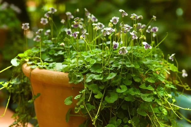 15 shade tolerant plants to brighten up your garden