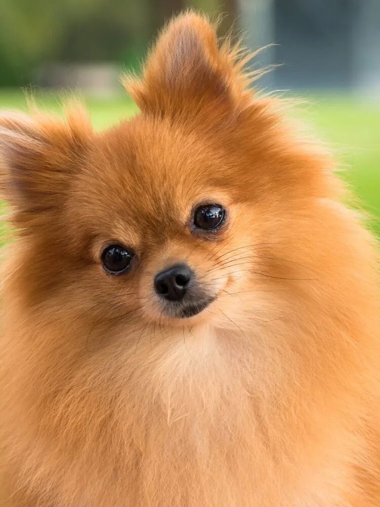 pomeranian