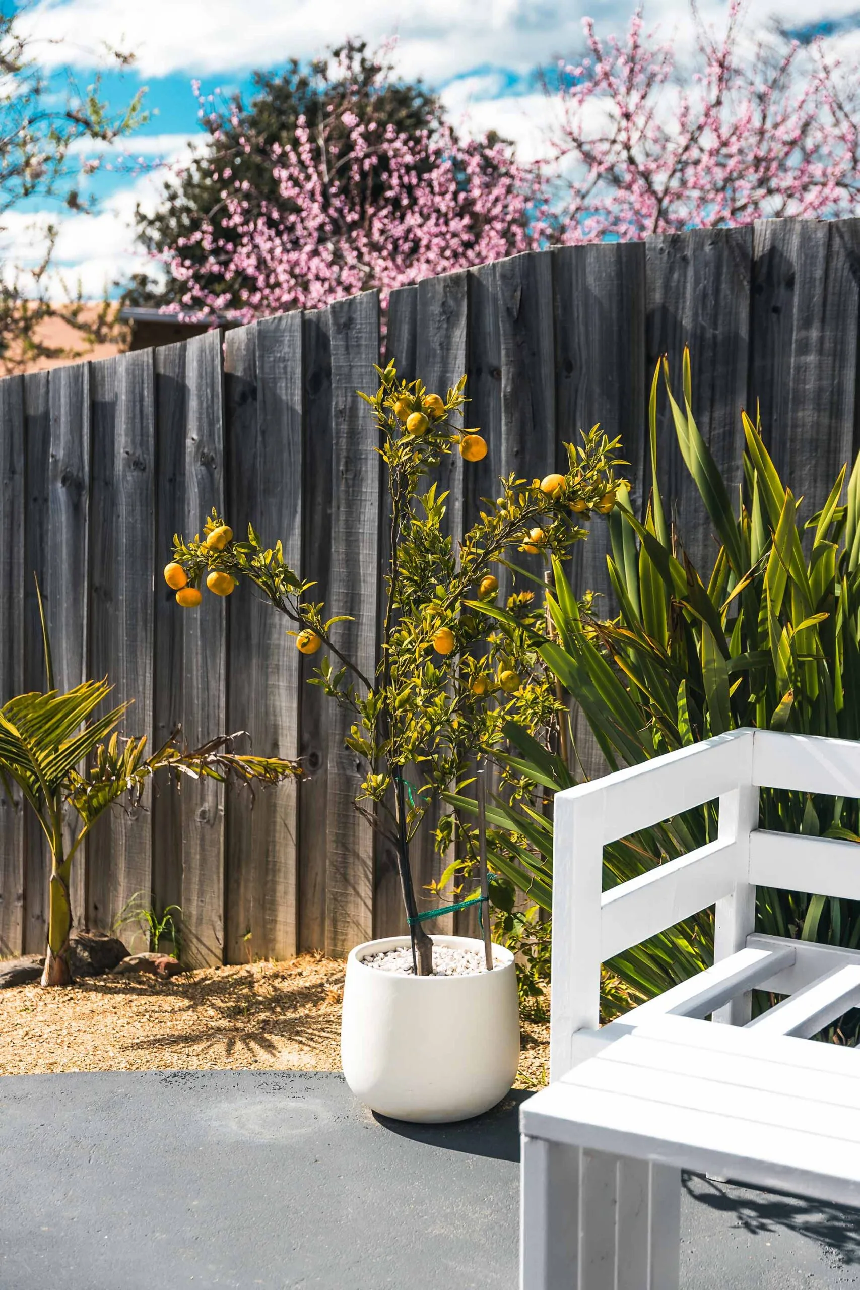 Potted mandarin tree in a sunny Australian backyard