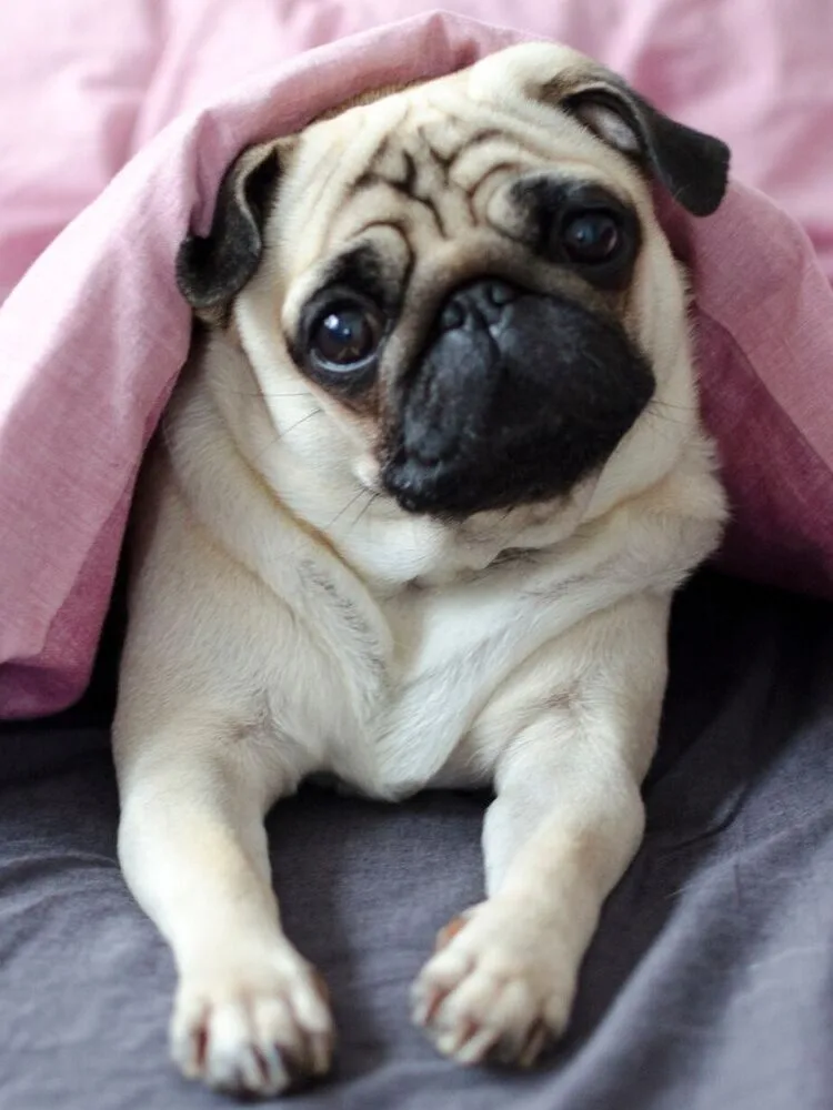 pug