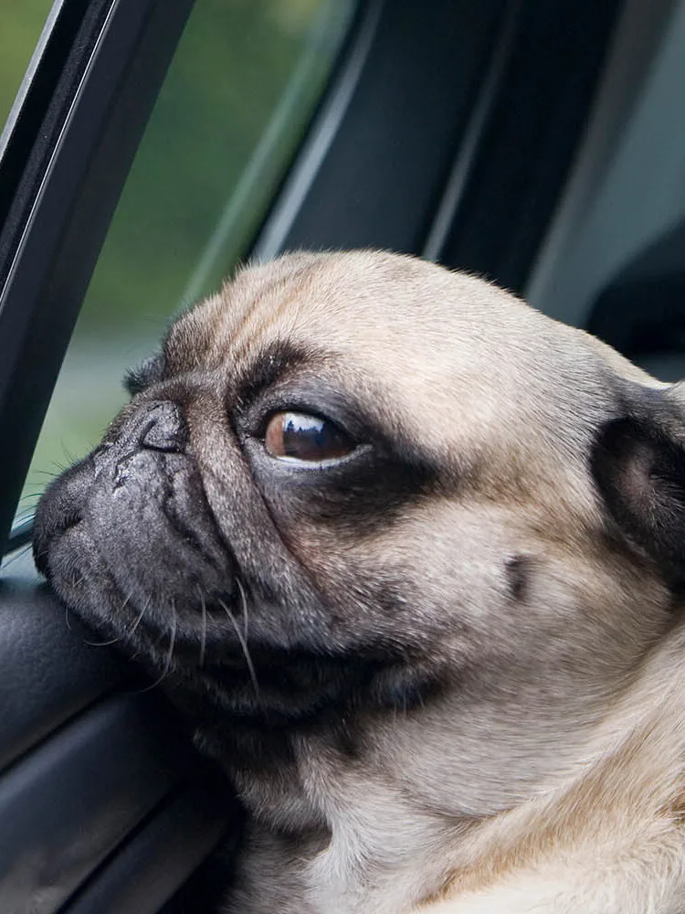pug in car