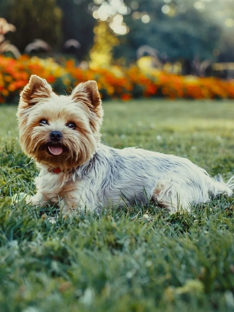 yorkshire terrier