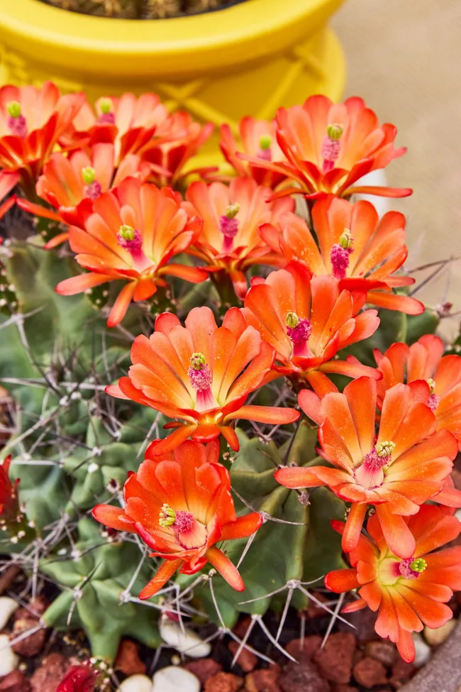 Claret cup cactus