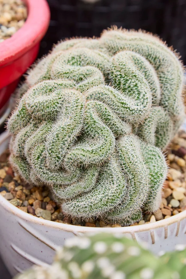 crested silver torch