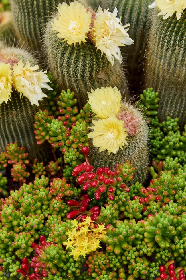jelly beans sedum