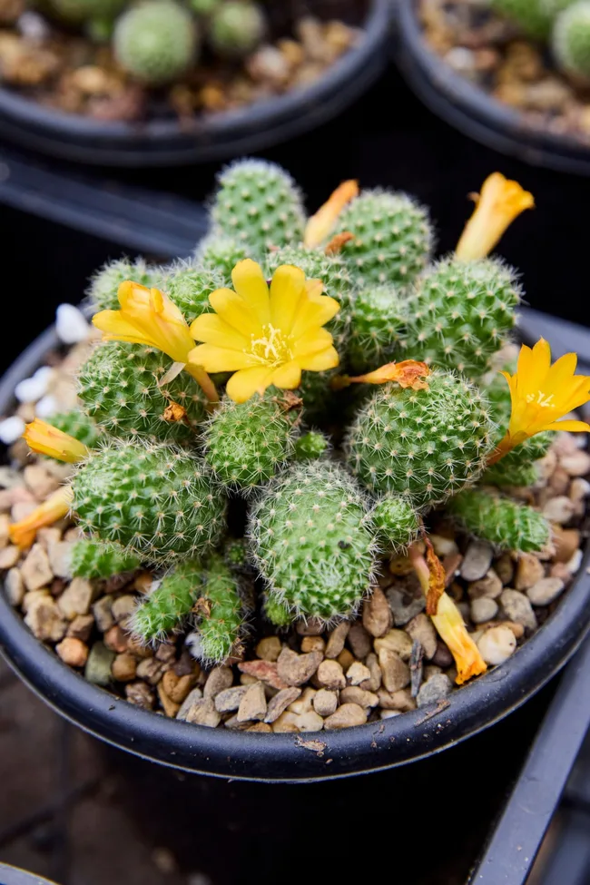 orange crown cactus