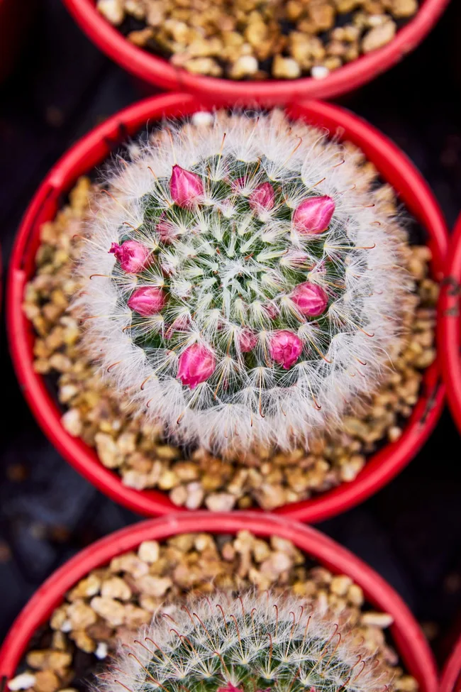 Powder puff cactus Roseiflora (Mammillaria bocasana)