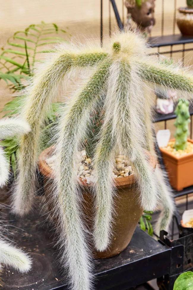The cheeky monkey tails (Cleistocactus colademononis)