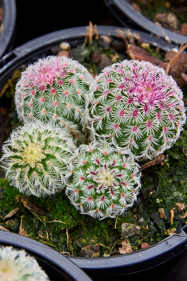 The rainbow cactus (Echinocereus rigidissimus)