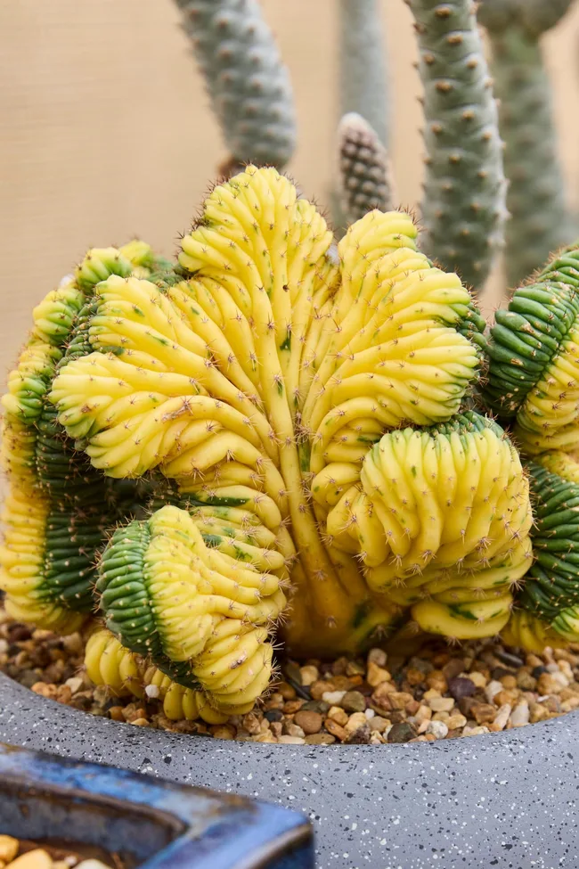 Yellow tower cactus