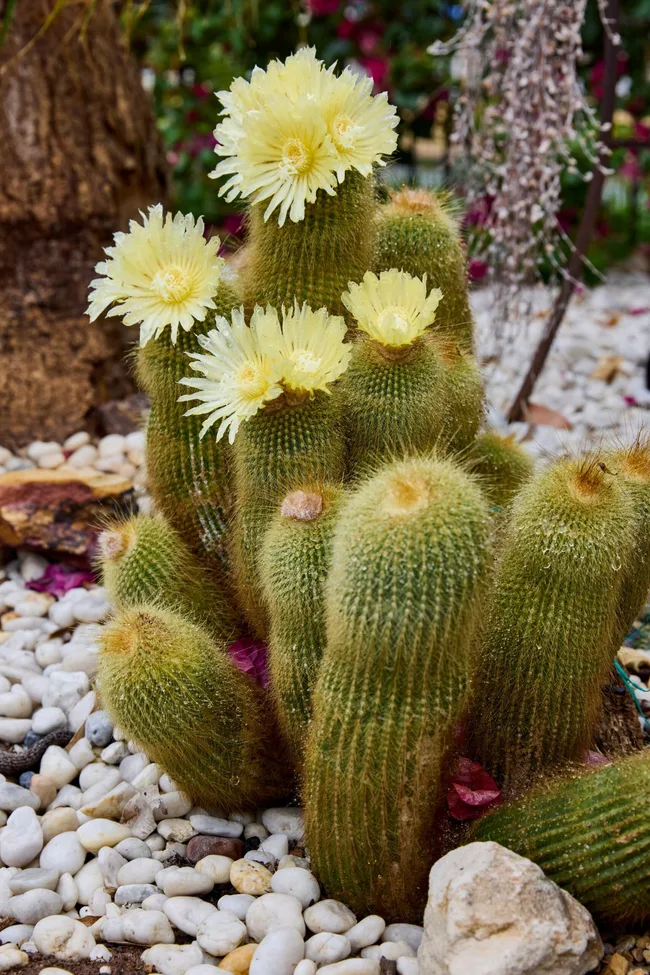 Yellow tower cactus