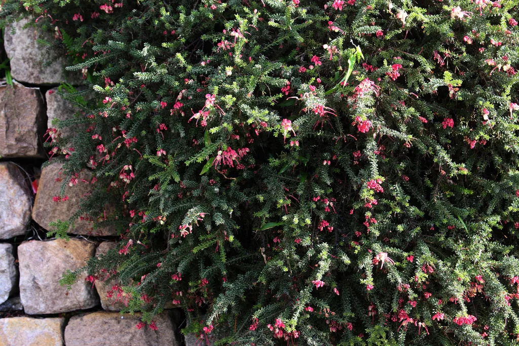 Grevillea Mt Tamboritha (Grevillea lanigera) ground cover plant with pink flowers
