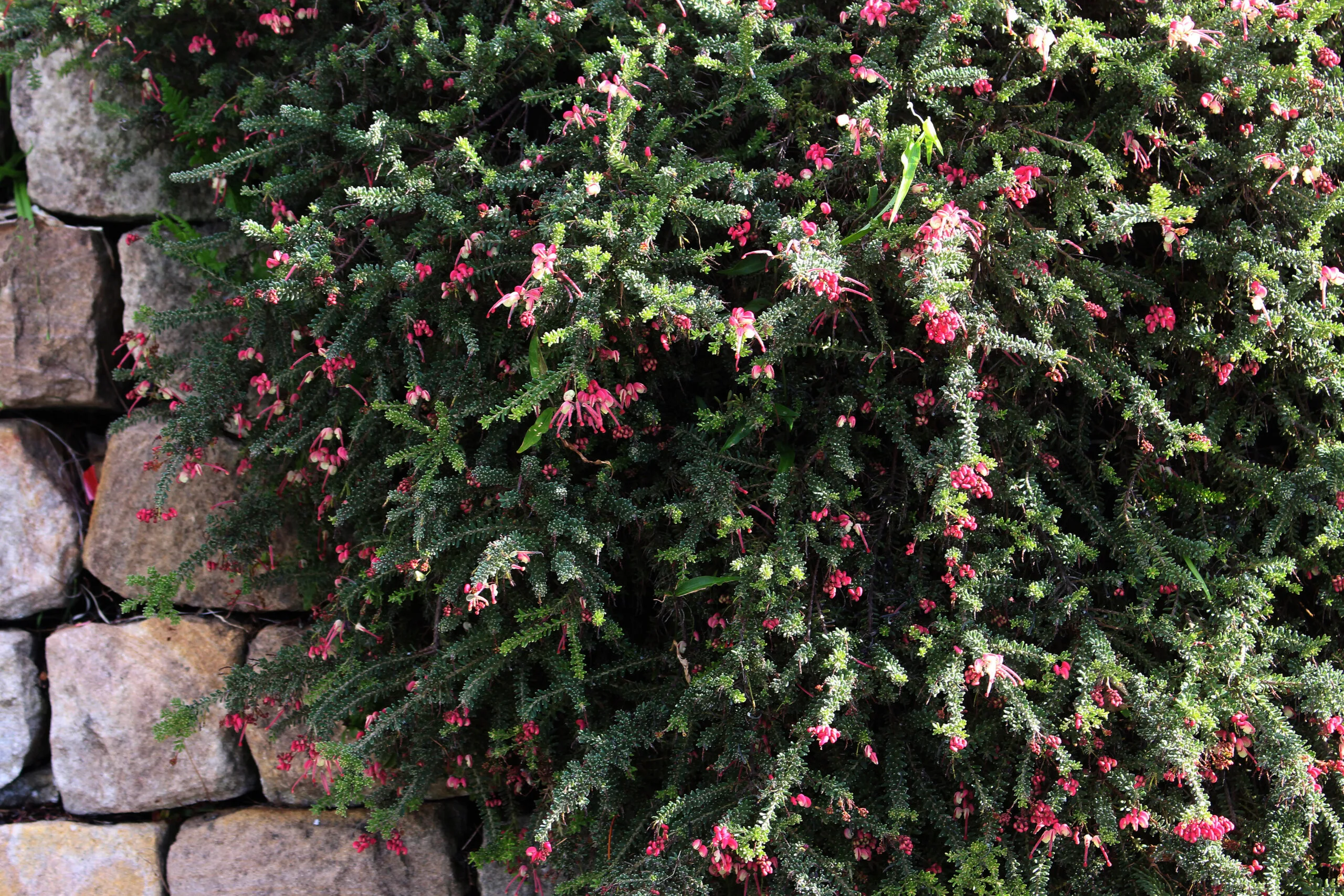 Grevillea Mt Tamboritha (Grevillea lanigera) ground cover plant with pink flowers