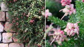 Close up of grevillea ground cover varieties in flower
