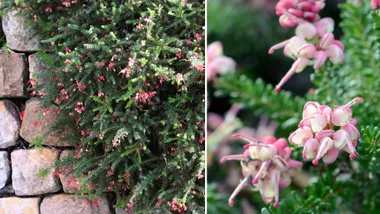 Close up of grevillea ground cover varieties in flower