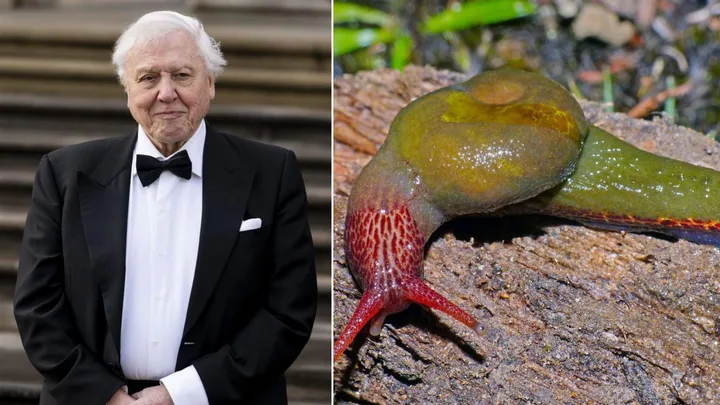 david attenborough
