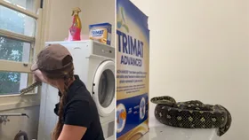 snake catcher bronte relocating diamond python in newcastle.