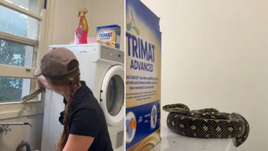 snake catcher bronte relocating diamond python in newcastle.