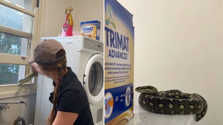 snake catcher bronte relocating diamond python in newcastle.