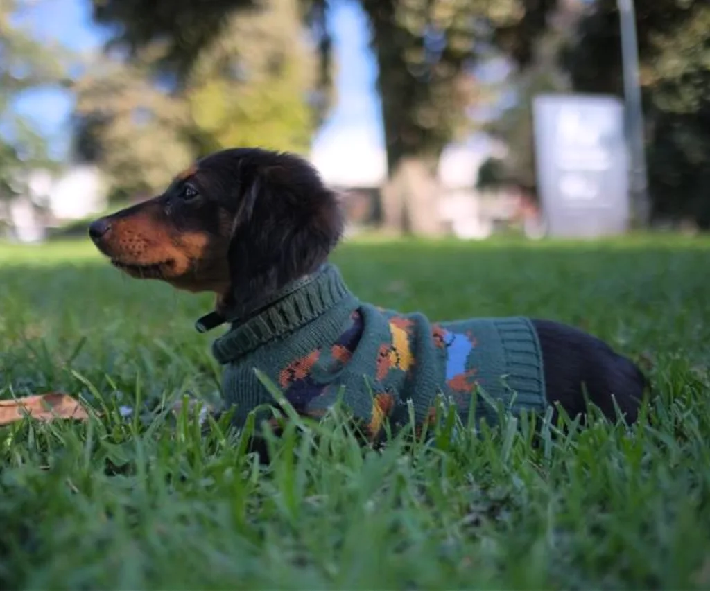 Dog in Petbarn Sweater + Best Dog Clothes and Accessories Australia 2026