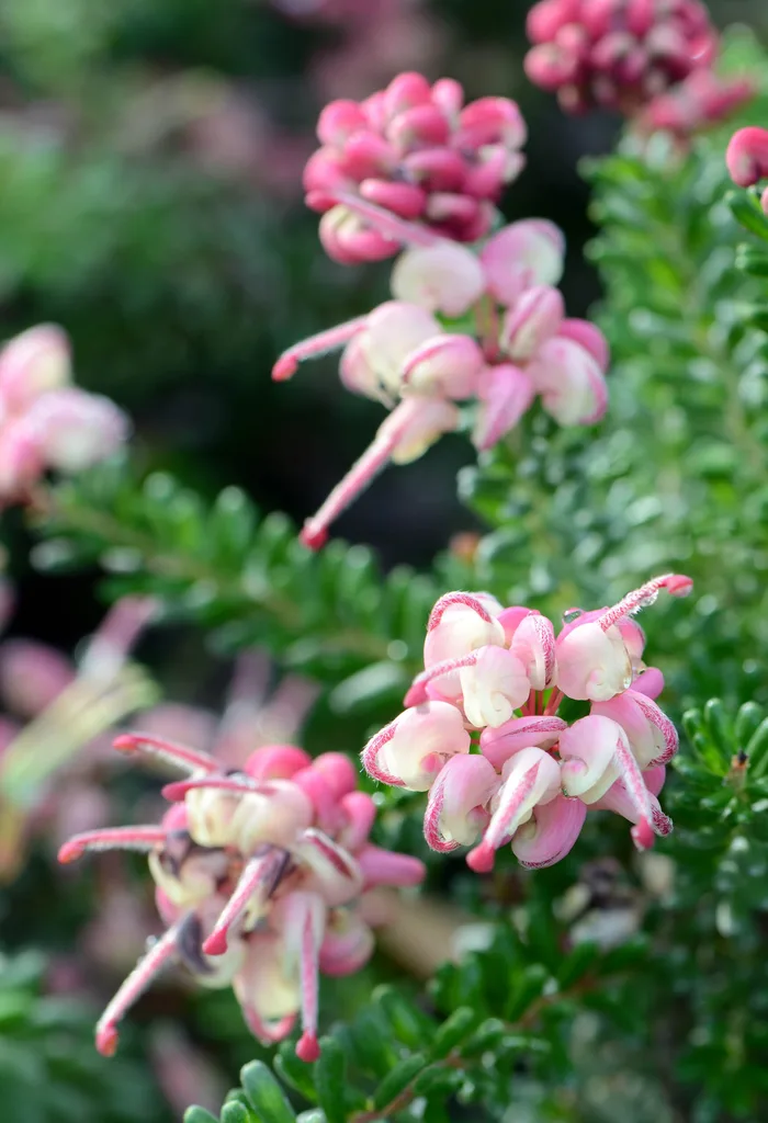 Close up of grevillea Mt Tamboritha (Grevillea lanigera) in flower
