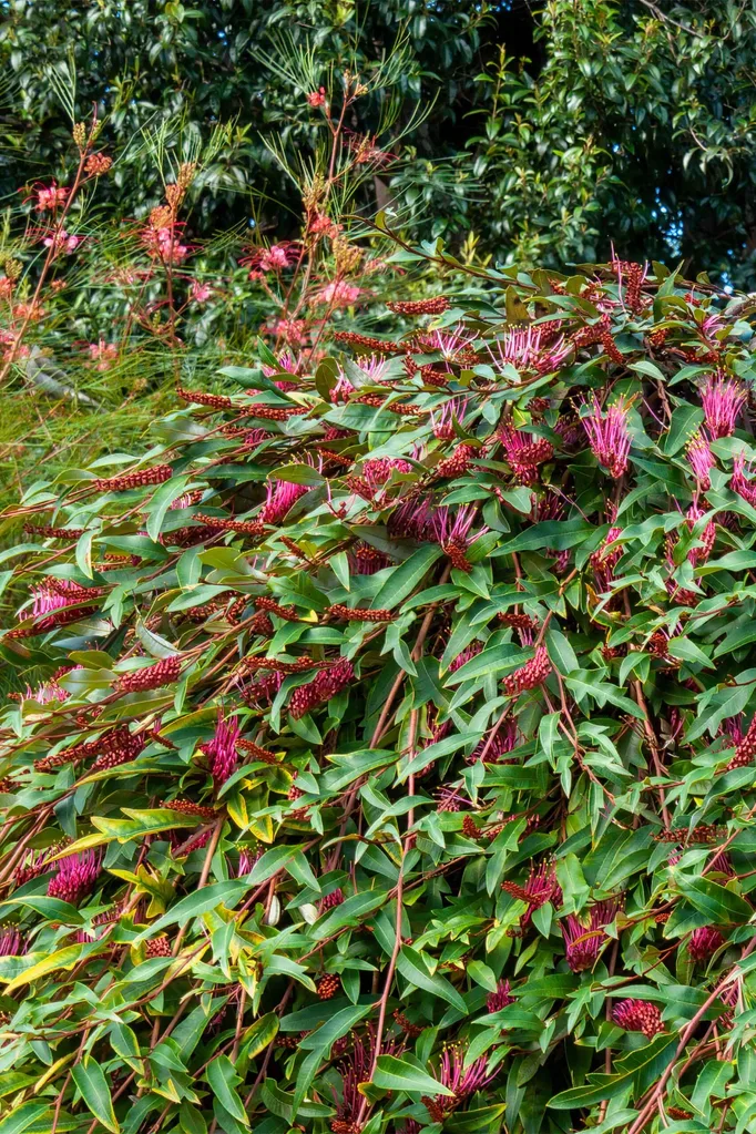 Grevillea Royal Mantle ground cover in flower