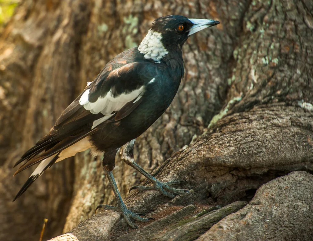magpie standing on tree branch looking to the right