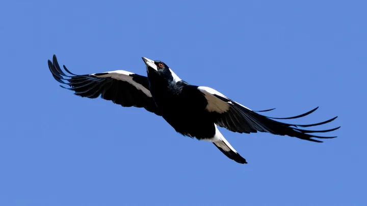 What is magpie paralysis syndrome and what can you do to help?