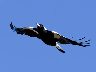 magpie flying in the sky, wings stretched out
